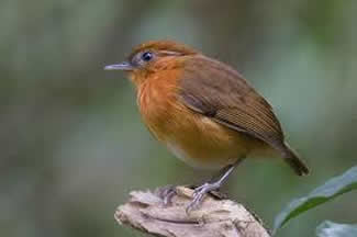 Rosse muggeneter - Conopophaga lineata Rosse muggeneter - Conopophaga lineata